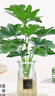 行湘水培綠植盆栽桌面植物春羽3株30-35cm+18透明折紙玻璃瓶 源頭直發(fā) 曬單實(shí)拍圖
