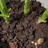思威博種花養花土營(yíng)養土有機通用型土壤綠植種菜花肥種花種菜土盆栽蘭花 50斤養花專(zhuān)用土 曬單實(shí)拍圖