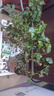 幸福樹(shù)平安樹(shù)綠植花卉小盆栽室內(nèi)客廳辦公室四季常青植物凈化空氣 特價(jià)幸福樹(shù)1盆多顆原盆發(fā)貨 曬單實(shí)拍圖
