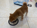 祥彥方依純種柴犬幼犬活體小型犬寵物狗豆柴犬赤色柴犬黑色柴犬日本小柴犬 血統(tǒng)級(jí) 曬單實(shí)拍圖