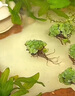 魚(yú)缸造景凈化水質(zhì)肚兜萍水浮萍槐葉萍懶人水草一葉蓮浮萍養(yǎng)魚(yú)龜水 肚兜萍1棵（?。?曬單實(shí)拍圖