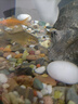 森森（SUNSUN）原生態(tài)溪流缸魚缸造景家用原生缸客廳超白玻璃底濾魚缸包安裝 庫里藍-專業(yè)款 升級底濾（雙重滴濾盒） 1.2米長47.6cm寬40cm缸高+85cm柜高 曬單實拍圖