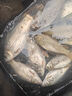 川澤一體成型夜光漂咬鉤變色高靈敏鯽魚(yú)漂醒目浮漂鰱鳙大物電子夜釣漂 升級款PL5-3(主攻鯽鯉)吃鉛2.5g 咬鉤變色款 曬單實(shí)拍圖