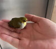 繡眼鳥(niǎo)飼料小顆粒幼鳥(niǎo)專(zhuān)用鳥(niǎo)食防水便飼料繡眼鳥(niǎo)糧開(kāi)口料提性亮羽 1小罐【體驗裝】面包蟲(chóng)干1500m 曬單實(shí)拍圖