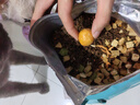 億迪貓糧凍干幼貓成貓全價全階段5斤布偶藍貓英短小包裝2.5kg 曬單實拍圖