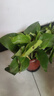 綠蘿盆栽室內(nèi)植物新房家用吸除甲醛凈化空氣水培綠植花卉長(zhǎng)藤綠蘿 120#原盆自動(dòng)吸水【4盆】+2包肥 曬單實(shí)拍圖