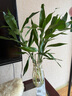 【富貴竹】水培節(jié)節(jié)高室內(nèi)綠植客廳招財(cái)植物鮮花卉好養(yǎng)常綠七夕 綠色水培富貴竹60cm5枝 曬單實(shí)拍圖