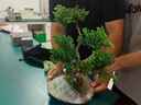 五層塔松盆栽造型盆景植物室內茶室辦公室桌面綠植喬遷新居送禮物 步步高地柏-八方來(lái)財 帶盆栽好 曬單實(shí)拍圖