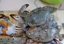 哆鮮生 鮮活冷凍蘭花蟹 原生海捕野外生長(cháng)活凍遠海梭子蟹鮮活冷凍蟹類(lèi) 公蟹2-3只 400g 曬單實(shí)拍圖