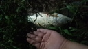 小鳳仙全水域浮漂野釣全套套裝綜合防爆頂炫彩醒目漆身鰱鳙鯽魚鯉魚漂 12支裝-野釣多水域套裝 曬單實(shí)拍圖