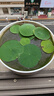 品優(yōu)鋪泥土荷花純正天然荷塘泥碗蓮泥土銅錢(qián)草專(zhuān)用水生植物河淤泥營(yíng)養(yǎng)土 精選荷塘泥30斤裝 曬單實(shí)拍圖