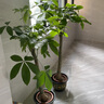 植男植女發(fā)財(cái)樹(shù)大型盆栽客廳室內(nèi)真綠植辦公室開(kāi)業(yè)送禮獨(dú)桿招財(cái)樹(shù)源頭直發(fā) 曬單實(shí)拍圖