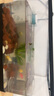 闊庭（KUOTING）魚(yú)缸懶人魚(yú)缸家用客廳辦公室水培吊籃金魚(yú)缸過(guò)濾魚(yú)缸黑色款 曬單實(shí)拍圖