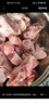 草原宏寶內(nèi)蒙古手把羊肉  5斤裝 燉煮食材 谷飼羊肉 曬單實拍圖
