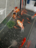 森森（SUNSUN）魚缸過(guò)濾器壁掛過(guò)濾桶外掛式凈水循環(huán)系統(tǒng) 【魚便收集】6W過(guò)濾器+濾材+硝化菌+排污管 曬單實(shí)拍圖