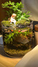 橙央免換水魚(yú)缸苔蘚桌面景觀(guān)辦公室造景盆栽一體成品水培全套生態(tài)魚(yú)缸 1*1cm 成品發(fā)貨 送隨機水草 活體寵物蘋(píng)果螺 3 只【送一單】 曬單實(shí)拍圖