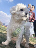 MAG【警犬基地認證】狗狗鯊魚軟骨素醫(yī)護版120g 寵物鈣片犬用關節(jié)生 曬單實拍圖