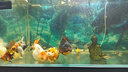 備能 英國大白片內寄魚(yú)藥龍魚(yú)用錦鯉鸚鵡凸眼頭洞爛尾白點(diǎn)水霉病40片 曬單實(shí)拍圖
