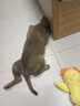 歡寵網(wǎng)寵物狗玩具狗狗自己玩解悶自嗨耐咬磨牙發(fā)聲小狗幼犬遛狗逗狗神器 曬單實拍圖