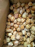 南步東北姑娘果【順豐速發(fā)】菇?jīng)龉S菇娘黃燈籠果姑鳥小金豆孕婦新鮮 6斤 精選果【單果7-9g】 曬單實拍圖
