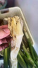 農(nóng)家自種精品山東大蔥特級新鮮鐵桿長白蔥農(nóng)家毛蔥香蔥現(xiàn)挖便宜 山東大蔥（帶老皮）帶箱 3斤 曬單實拍圖