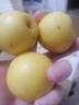 趣覓鮮鞍山南果梨香水梨子禮盒裝正宗東北特產(chǎn)南國梨子紅皮新鮮水果 5斤帶箱黃果40個(gè)左右 曬單實(shí)拍圖