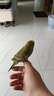 豪蚨虎皮鸚鵡說話小鳥活物觀賞鳥寵物牡丹小太陽親人玄風鸚鵡豪蚨 黃+藍虎皮一對（一公一母） 曬單實拍圖