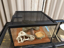REPTIZOO 爬寵躲避屋曬臺造景用品守宮巖石蛇烏龜躲避窩洞蜥蜴躲藏 尖銳面躲避中號M 曬單實(shí)拍圖