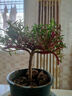 太陽花老樁盆栽重瓣玫紅陽臺庭院花卉四季開花宿根耐寒植物室內(nèi)外 5年老樁【帶盆】1盆精品-當年開花 曬單實拍圖