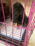 貴為（GiGwi）狗玩具磨牙棒狗狗磨牙玩具幼犬小型犬木塑鹿角小號寵物用品玩具 曬單實拍圖