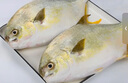 翔泰 海南金鯧魚(yú)凈重900g 2條裝  魚(yú)類生鮮 燒烤 火鍋食材 海鮮水產(chǎn) 曬單實(shí)拍圖