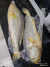 鴻順【冰鮮】黃花魚(yú)4條4斤 生鮮魚(yú)類(lèi) 寧德大黃魚(yú) 地標產(chǎn)品 源頭直發(fā) 曬單實(shí)拍圖