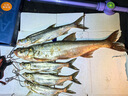 夢(mèng)輝一發(fā)PRO緩沉顫沉仿生沉水鉛筆釣翹嘴海鱸鳡魚(yú)鉛筆路亞餌 黑絲白條 17克（超緩沉） 曬單實(shí)拍圖