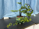 小葉紫檀樹(shù)樁盆景植物花卉盆栽辦公室陽(yáng)臺綠植黑骨茶耐寒耐暑小樹(shù) 綠色 曬單實(shí)拍圖