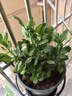 帶花苞荷蘭菊進(jìn)口月月菊花苗耐寒易活四季開(kāi)花盆栽室內外陽(yáng)臺綠植 粉美美帶花苞一盆4顆+送肥料 原盆原土 曬單實(shí)拍圖