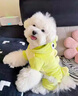 寵城狗狗衣服秋冬保暖恐龍可牽引四腳衣泰迪比熊博美小型犬貓咪變身裝 糖果綠恐龍【帶牽引扣】 S（建議3-5斤 參考胸圍背長(cháng)） 曬單實(shí)拍圖