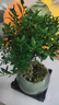 開時果 小葉赤楠盆景擺件 辦公室桌面綠植花卉好養(yǎng)盆栽植物源頭直發(fā)包郵 【熱銷款】哥窯浸墨盆+苔蘚+底座 曬單實(shí)拍圖