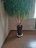綠盼 綠盼40#花盆托盤大號(hào)帶萬(wàn)向輪可移動(dòng)接水底座 曬單實(shí)拍圖