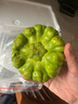 京滿(mǎn)隆云南新鮮姜柄瓜小麥瓜迷你面南瓜嫩甜綠瓜農家蔬菜土特產(chǎn) 1000g 曬單實(shí)拍圖