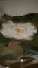 babycare山茶花嬰兒隔尿墊一次性新生兒防水透氣護理墊M碼38片 曬單實(shí)拍圖