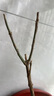驅(qū)蚊蟲(chóng)金絲吊蝴蝶花卉綠植盆栽室內(nèi)外陽(yáng)臺(tái)四季開(kāi)花 紫羅蘭【濃香耐寒+驅(qū)蚊蟲(chóng)】四季開(kāi)花 花期300天10年苗【買(mǎi)一送一】開(kāi)花爆滿 曬單實(shí)拍圖