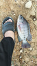 龍王恨魚餌野戰(zhàn)藍(lán)鯽X5釣魚餌料老三樣野釣鯽魚酒米窩料紅蟲拉絲粉 野戰(zhàn)藍(lán)鯽（300g） 【1包】 曬單實(shí)拍圖