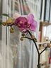 蝴蝶蘭花苗帶花苞客廳辦公室室內(nèi)桌面裝飾花卉植物四季好養(yǎng)盆栽 寶貝蝴蝶蘭配雪糕陶瓷盆 曬單實拍圖