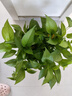 雙盟綠蘿盆栽除甲醛花卉綠植辦公室新房凈化空氣180加侖4盆裝源頭直發(fā) 曬單實拍圖