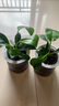 繽賢金鉆綠公主盆栽室內綠植盆景四季常綠辦公桌擺客廳植物水培懶人植 2盆、金鉆綠公主（灰色繁星盆） 曬單實(shí)拍圖