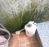 狄力（DiLi）青苔去除劑清除片家用庭院水泥地面苔蘚清除劑墻面綠藻青苔清除劑 1000g*1瓶 曬單實(shí)拍圖