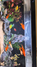 當(dāng)貝智能生態(tài)魚缸1Ultra 一體缸自循環(huán)魚缸+希騰聚財山造景套餐 曬單實(shí)拍圖