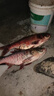 川澤大物鰱鳙魚漂加粗醒目草鳊翹行程浮漂大物漂遠投抗風浪走水浮標 CD-3【翹嘴鰱鳙】吃鉛5.0-7.0g 1號 曬單實拍圖