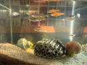 熱帶觀賞魚七彩斑馬魚紅綠燈科魚小型冷水淡水群游好養(yǎng)活的練手魚 2-3cm糖果斑馬12條隨機(jī)搭配 曬單實拍圖