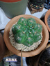 掬涵紅陶小花盆多肉綠植盆花器特大號粗陶陶土透氣泥瓦培栽盆種植花器 B款大號2個 曬單實拍圖